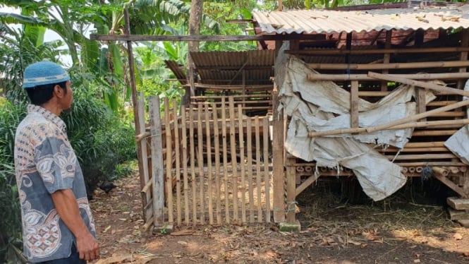 Warga Depok Menceritakan Kesaksian Mengerikan Pencurian Kambing Modus Sisakan Jeroan