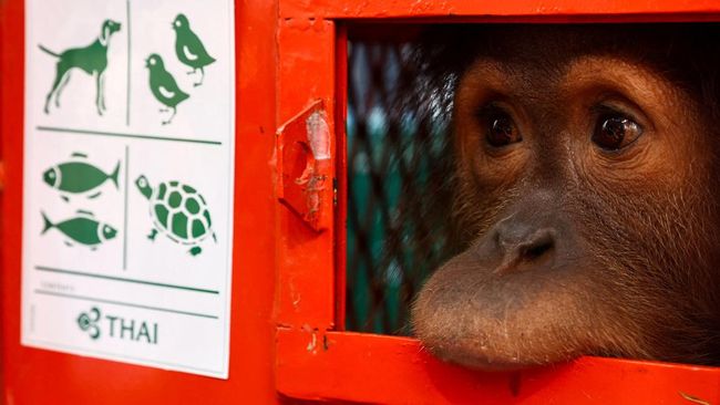 Orangutan Dikembalikan ke Indonesia karena Perdagangan Ilegal