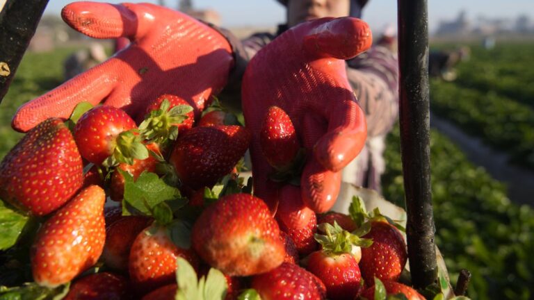 Jenis-Jenis Sayur dan Buah yang Mengandung Sumber Protein