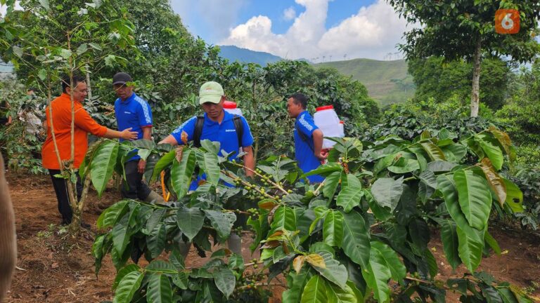 Direvitalisasi Kebun Kopi Cikoneng untuk Meningkatkan Potensi Penetrasi Pasar Internasional