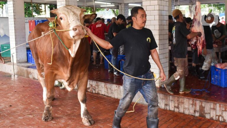 Cara Memilih Hewan Kurban Sehat: Tips Menghindari Sapi Gelonggongan