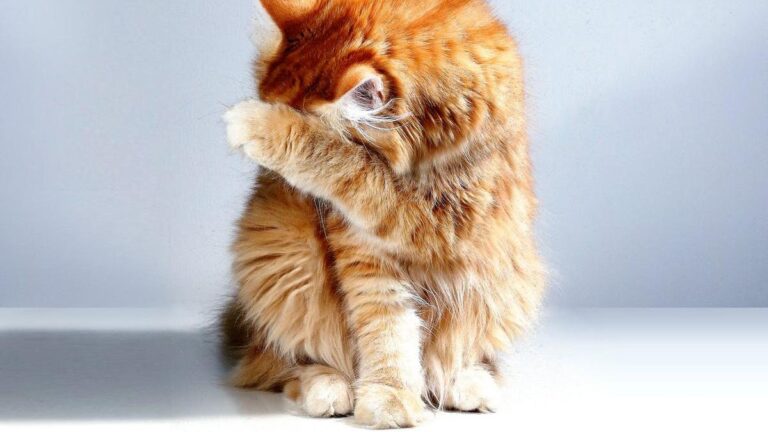 Telur Ayam Sebagai Solusi Meredam Alergi Kucing – Temukan Caranya!