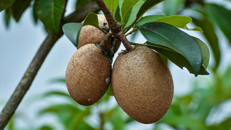 12 Manfaat Buah Sawo: Jantung Sehat & Gula Darah Terkontrol